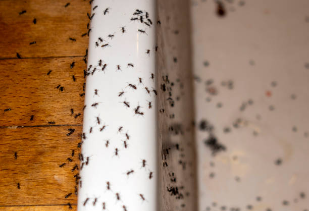 Best Insect Control  in West Liberty, KY