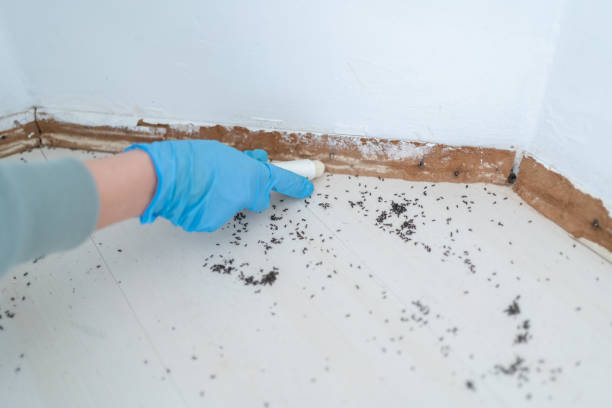Best Affordable Pest Control Services  in West Liberty, KY